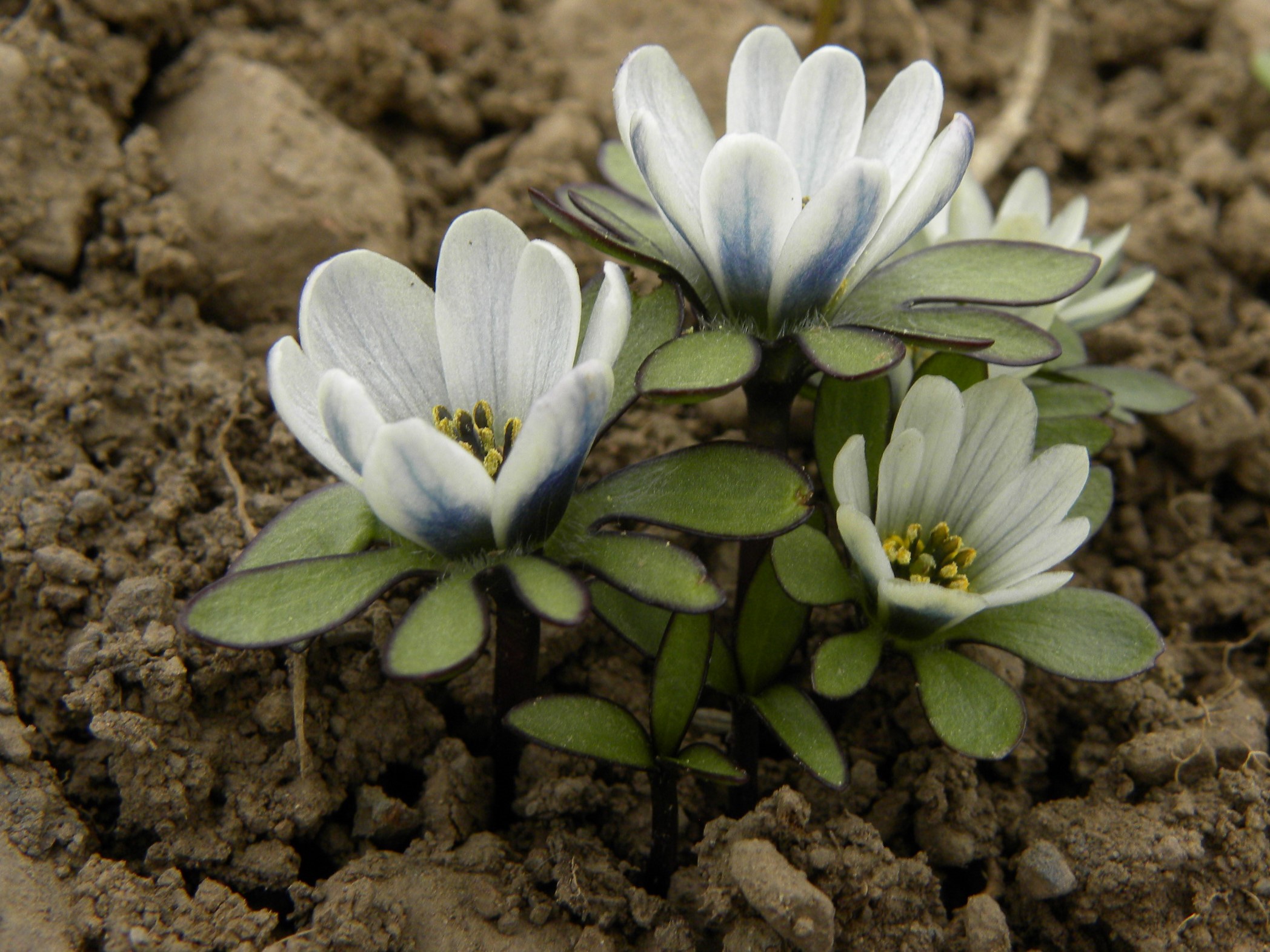 Anemone chilensis
