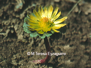 Anemone major