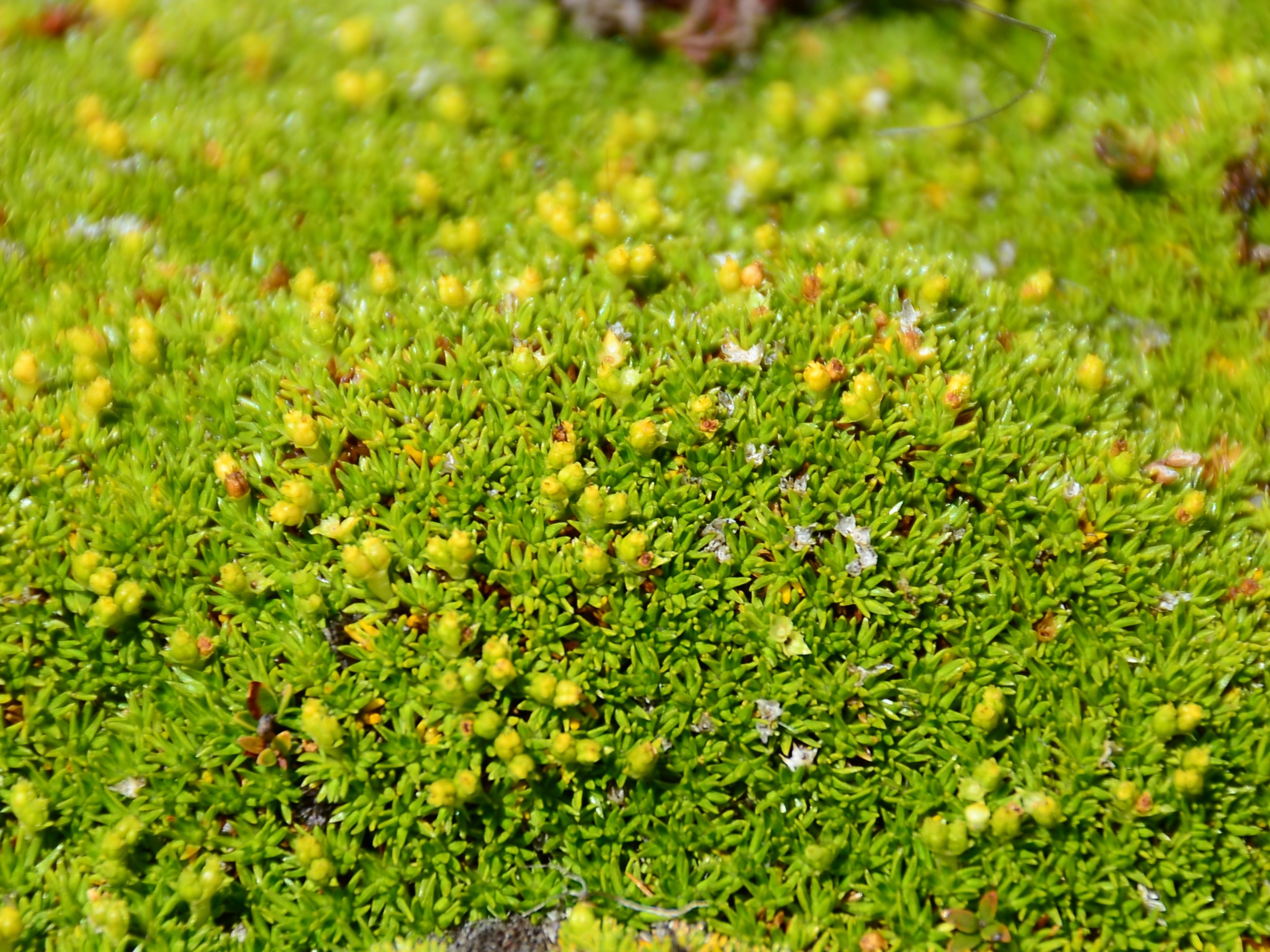 Phyllachne uliginosa