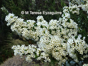 Colletia hystrix