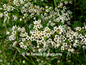 Discaria chacaye