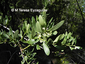 Ochetophila trinervis