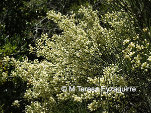 Retanilla ephedra