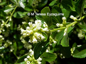 Retanilla trinervia