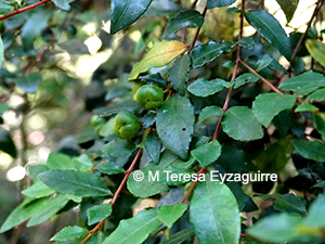 Rhamnus diffusus