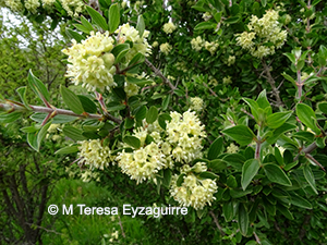 Trevoa quinquinervia