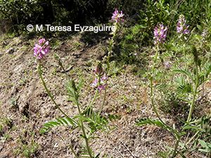 Astragalus berterianus