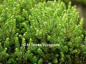 Baccharis zoellneri