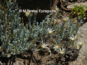 Belloa eriophora