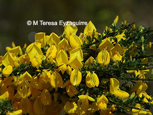 Cytisus scoparius