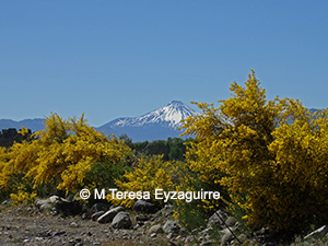 Cytisus striatus