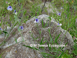 Lathyrus berteroanus