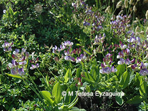 Lathyrus magellanicus
