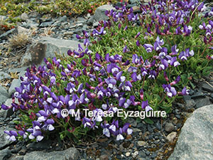 Lathyrus nervosus