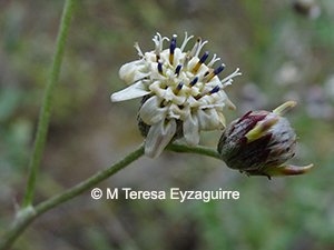Leucheria hieracioides