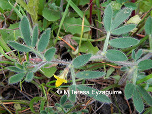 Lotus subpinnatus