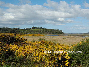Ulex europaeus