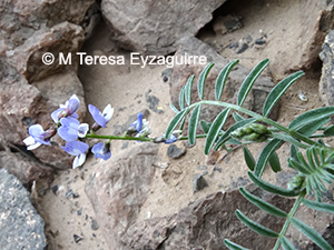 Astragalus dodtii