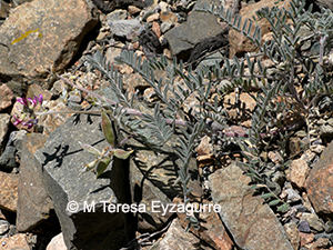 Astragalus paposanus