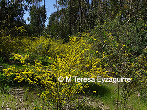 Teline monspessulana