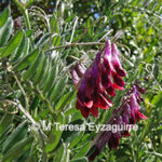 Vicia benghalensis