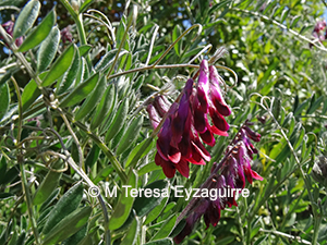 Vicia benghalensis