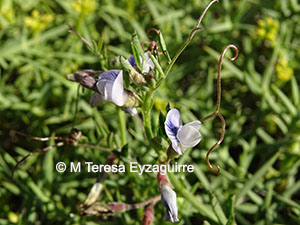 Vicia magellanica