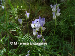 Vicia vicina