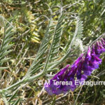Vicia villosa
