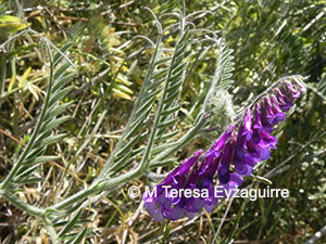 Vicia villosa