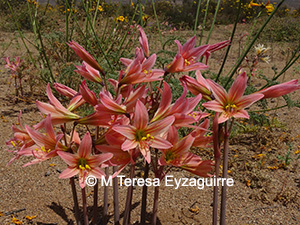 Zephyranthes advena