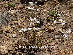 Leucheria achillaeifolia