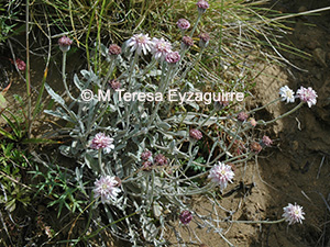 Leucheria hahnii