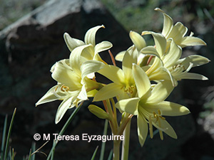 Zephyranthes montana