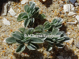 Astragalus trifoliatus