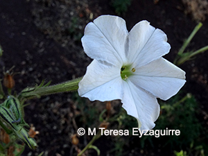 Nicotiana acuminata