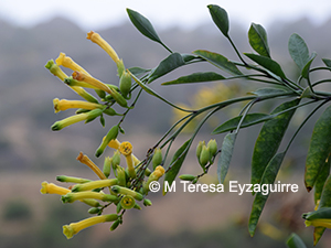 Nicotiana glauca