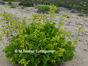 Nicotiana solanifolia