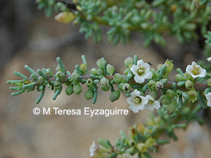 Nolana glauca