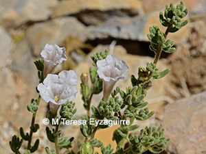 Nolana leptophylla