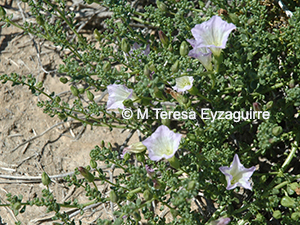 Nolana sphaerophylla