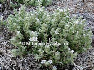 Nolana villosa