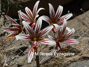 Phycella arzae