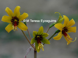 Phycella lutea