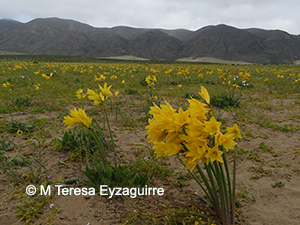 Zephyranthes bagnoldii
