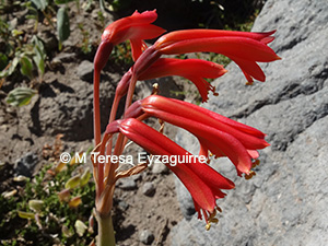 Zephyranthes cisandina