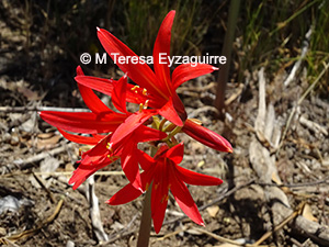 Zephyranthes laeta