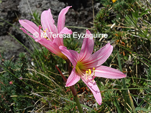 Zephyranthes moelleri
