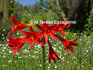 Zephyranthes phycelloides