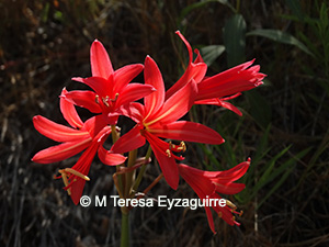 Zephyranthes splendens